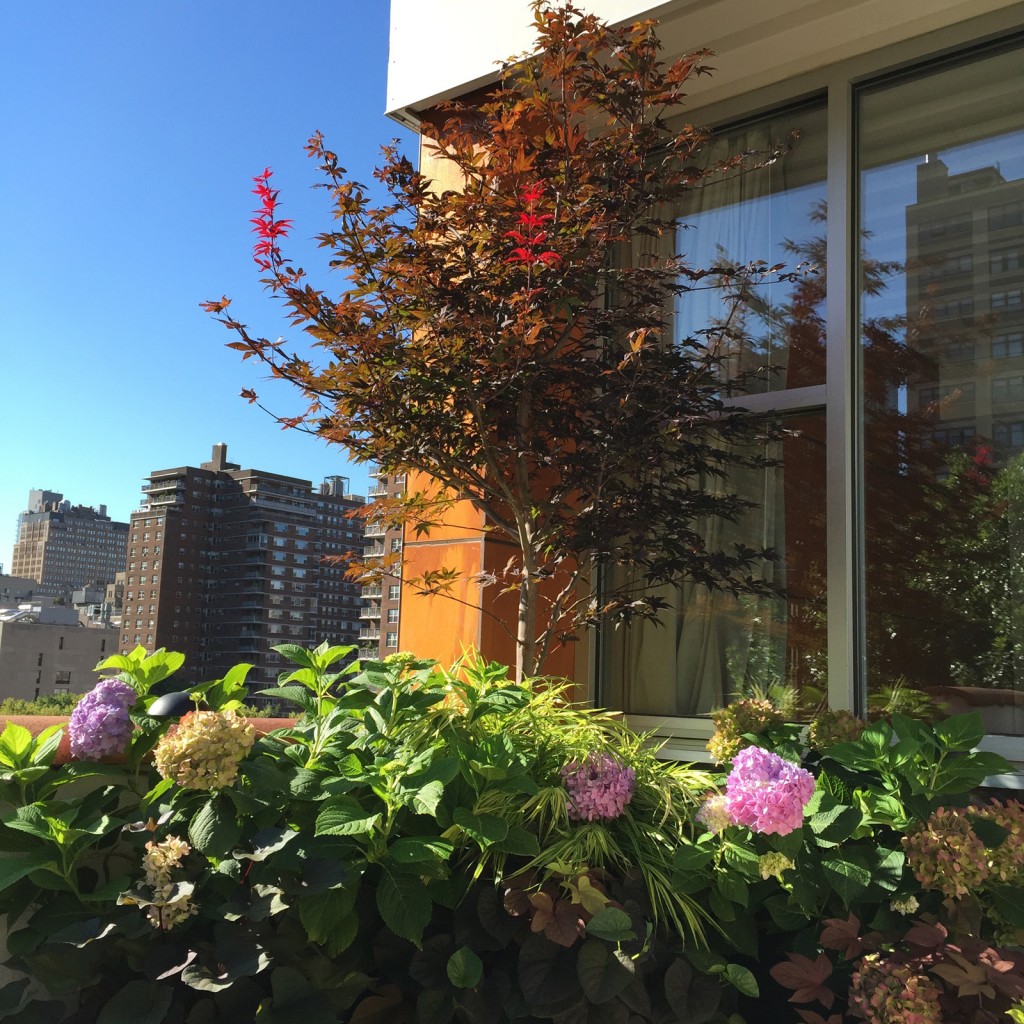 Japanese maple tree in bloom on a rooftop garden designed by All Decked Out NYC