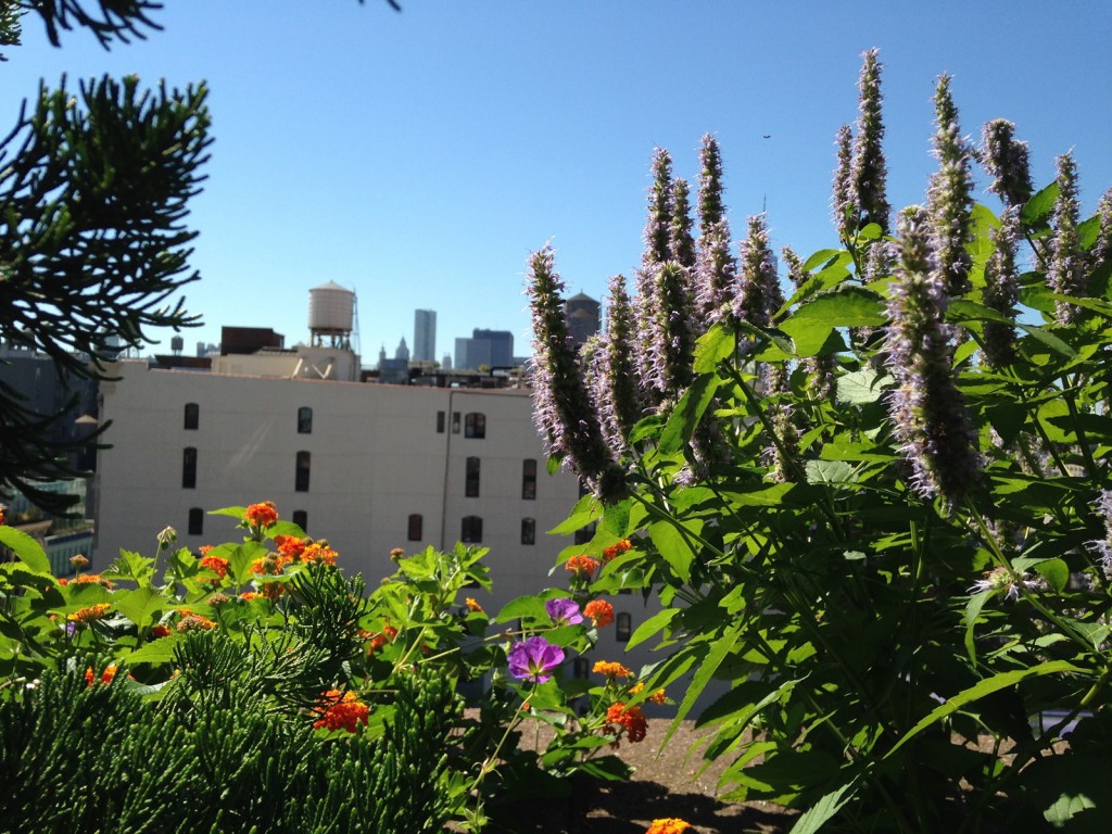Spring flowers blooming on a rooftop terrace in New York City,
