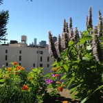 Spring flowers blooming on a rooftop terrace in New York City,
