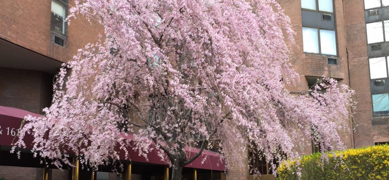 A weaping cherry tree in bloom in New York City