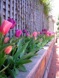 Spring-Tulips 