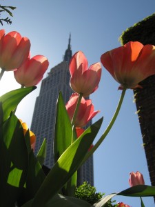 spring-tulips-nyc  