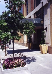 Tree planted on NYC street 7